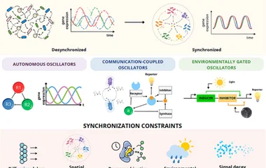 Temporal coordination architectures and synchronization constraints in synthetic microbial consortia. Conceptual represe