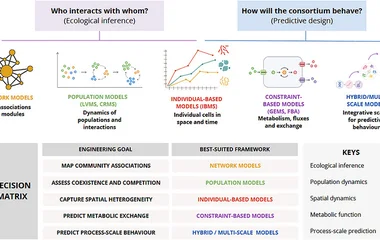 Modelling frameworks for application‐dependent consortium engineering. Conceptual overview of major modelling frameworks