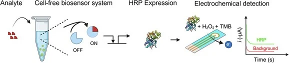 Horseradish peroxidase as an electrochemical reporter protei