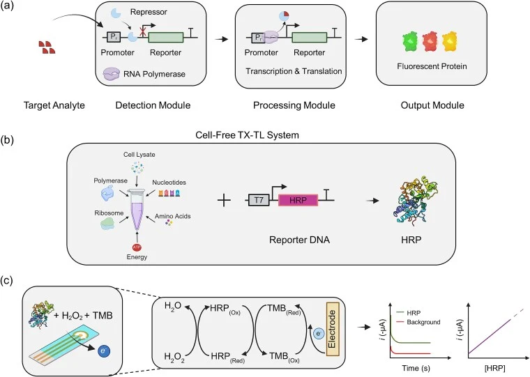 Schematic representation of the cell-free biosensor coupled with electrochemical detection using HRP as a reporter protein. (a) In the cell-free biosensor system, transcription of the reporter gene is repressed in the absence of the target analyte. Upon analyte binding, the repressor is displaced, a