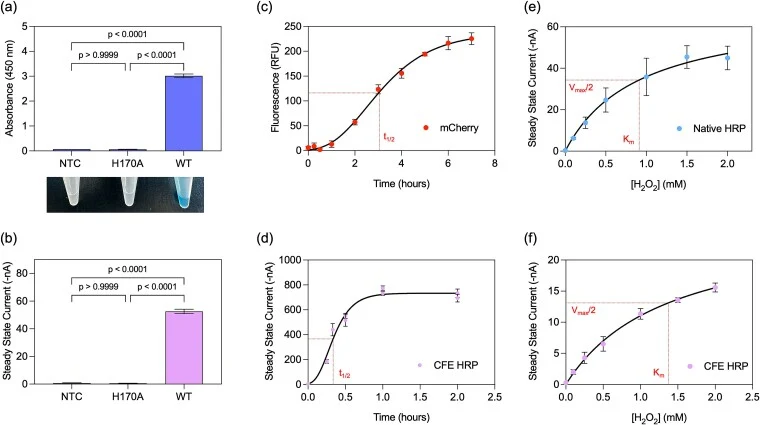 Cell-free reactions were assembled with 10 nM DNA template encoding WT or the catalytically inactive mutant H170A; NTC served as negative controls. (a) Spectrophotometric detection of HRP activity using TMB substrate for NTC, H170A, and WT, with photographs of the corresponding reaction tubes shown
