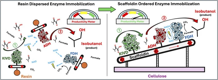 Beyond enzyme engineering: ordered enzyme immobilization dri