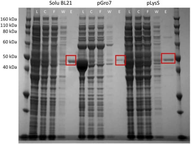 来自不同细胞系的ADH 29C8-DocT的SDS-PAGE凝胶。L:裂解液,C:澄清裂解液,F:流穿液,W:洗涤液,E:洗脱液,其中裂解液代表超声处理后直接取的样品,澄清裂解液是初始过滤步骤后的样品,洗脱使用200 mM咪唑。表达条带以红框标出。ADH 29C8-DocT的估计分子量为45 kDa。所用细胞系为SoluBL21、BL21 (DE3) pGro7和BL21 (DE3) pLysS。