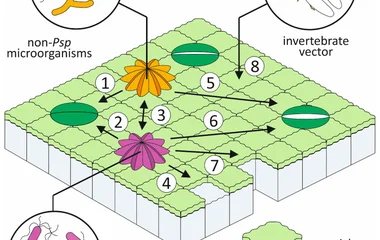 光晕之外：丁香假单胞菌菜豆致病变种的侵染分子机制与生态学解构