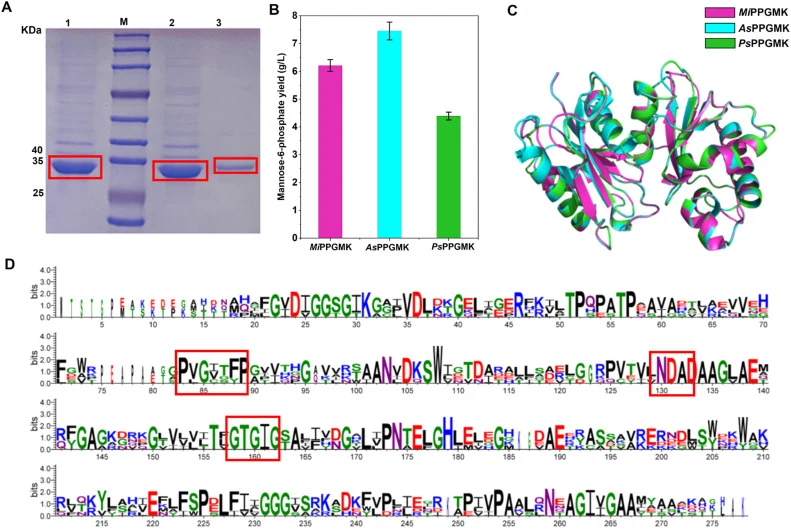 Expression and sequence analysis of PPGMKs. (A) SDS-PAGE analysis of PPGMKs. Lane 1: AsPPGMK, Lane 2: MiPPGMK, Lane 3: PsPPGMK. M: Protein marker. (B) Mannose-6-phosphate (M6P) yield catalyzed by the three PPGMKs. (C) Structural superposition comparison of AsPPGMK (cyans), MiPPGMK (magentas) and PiP