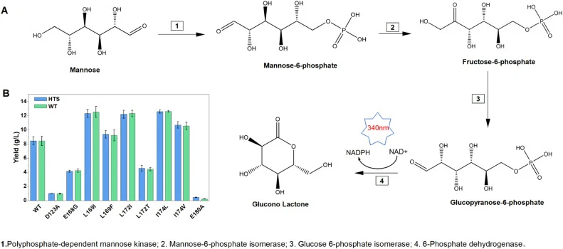 Establishment and validation of a high-throughput screening (HTS) method for AsPPGMK. (A) Schematic overview of the HTS workflow for evaluating PPGMK catalytic activity. The assay couples AsPPGMK-catalyzed M6P production to an NADPH-dependent detection system. (B) Validation of the HTS method. M6P p