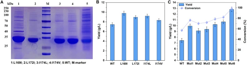 Identification of AsppGMK variants with enhanced M6P production. (A) SDS-PAGE analysis of top-performing single-point mutants. Lane 1: L169I; lane 2: L172I; lane 3: I174L; lane 4: I174V; lane 5: WT control; M: Protein marker. (B) M6P production of dominant single-point mutants as determined. (C) M6P