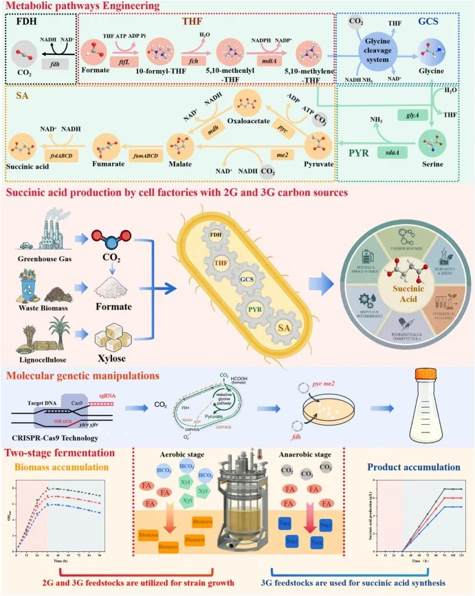 图1 工程化大肠杆菌利用C1原料生产琥珀酸的示意图。FDH,甲酸脱氢酶模块;THF,四氢叶酸依赖性C1转化模块;GCS,甘氨酸裂解/合酶模块;PYR,丙酮酸生物合成模块;SA,琥珀酸生物合成模块。
