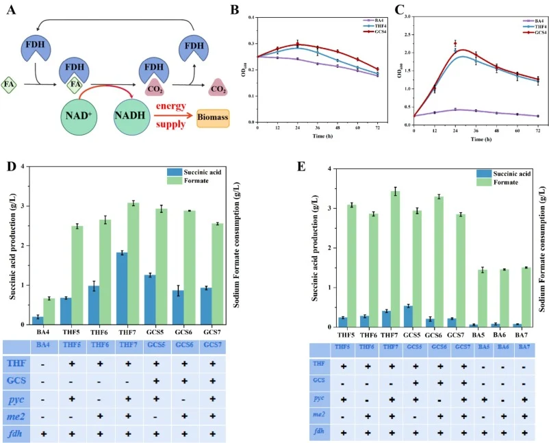 Improving growth and succinic acid production from formate and CO2 by strengthening the energy supply. (A) Overexpression of formate dehydrogenase for energy supply. (B) Growth curves of various engineered E. coli strains using 30 mM formate, 30 mM NaHCO3 and 10 mM glucose. (C) Growth curves of vari
