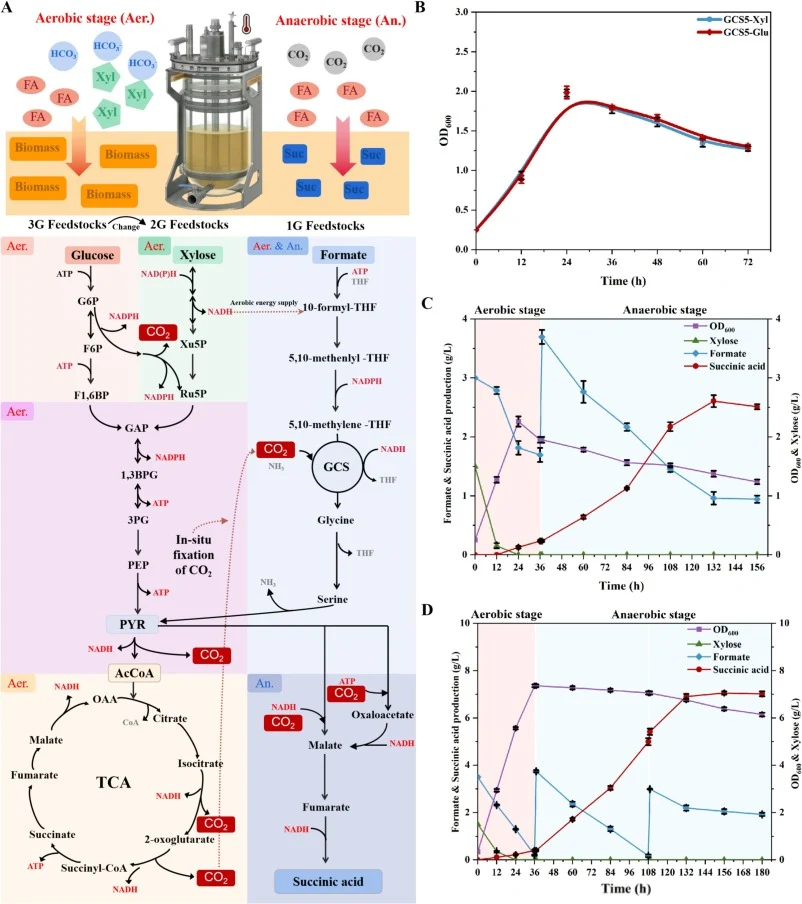 Promoting the succinic acid production from formate and CO2 by combining 2G and 3G feedstocks in two-stage fermentation. (A) Two-stage fermentation strategy in a 5-L bioreactor and schematic diagram of energy metabolism in two-stage fermentation; TCA, tricarboxylic acid cycle; G6P, glucose-6-phospha