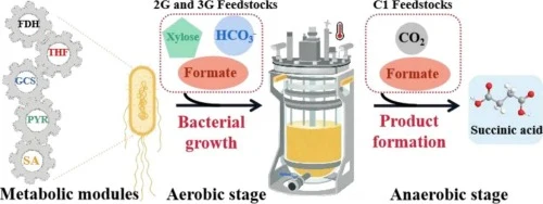 Engineering Escherichia coli to use formate and CO2 as carbo