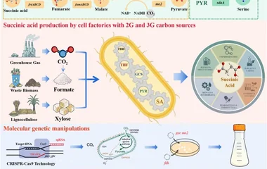 工程化大肠杆菌以甲酸和CO₂为碳源两阶段发酵合成琥珀酸