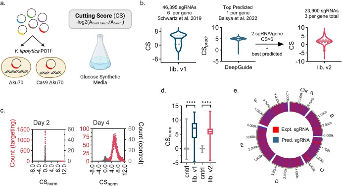 Optimized CRISPR library generation pipeline and characterization. (a) Cutting score (CS) is calculated as the depletion of a guide in the Cas9 ku70 knockout strain compared to the ku70 knockout control. A guide which cuts well in the Cas9 ku70 knockout strain will become depleted as cells die or ha