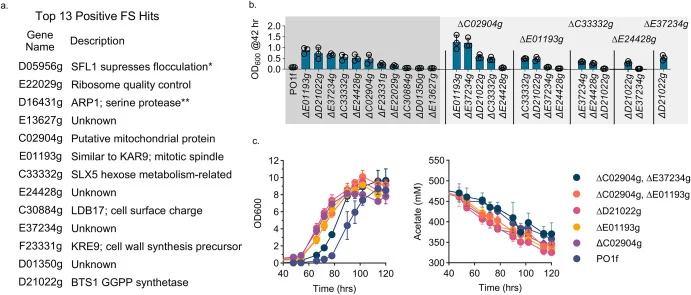 Validating acetate metabolism hits. (a) Thirteen positive FS value hits in descending order of high acetate FS. Asterisk (∗) indicates knockout was not included due to flocculation, double asterisk (∗∗) indicates knockout was not achieved. (b) Single (left dark gray box) and double knockout (5 light