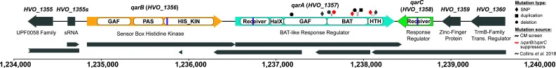 Genomic context, domains, and spontaneous mutations of qarA . Arrows representing genes surrounding qarA are annotated with locus tag numbers above and protein product names below. Gray arrows indicate the transcript map reported by reference 48 ; scale bar and nucleotide numbering are shown below.