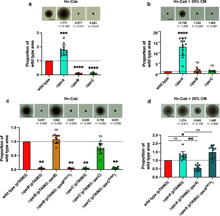 QarABC differentially regulates motility, and key phosphorylation sites are required for their function. Cells were stab-inoculated into 0.35% (wt/vol) agar plates containing Hv-Cab medium ( a and c ) or Hv-Cab medium supplemented with 25% CM ( b and d ), incubated for 2 days at 45°C, and then store