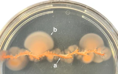 古菌群体感应调控新突破