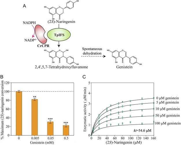 Feedback inhibition of TpIFS by genistein.(A) Schematic representation of the conversion of (2S)-naringenin to genistein catalyzed by TpIFS and its redox partner, CrCPR; (B) Relative activity of TpIFS at varying genistein concentrations; (C) Analysis of inhibition kinetics. Data are presented as mea