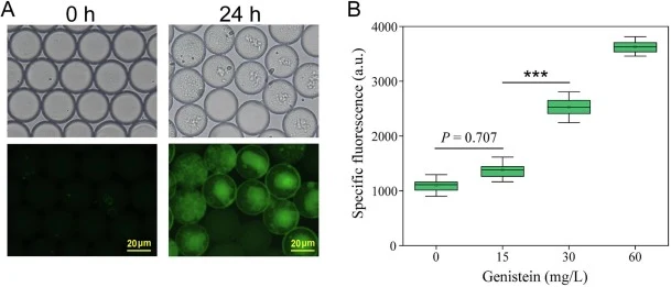 Genistein biosensor performance in microfluidic droplets. (A) Fluorescence intensity changes in Reporter_110-harboring droplets before and after genistein incubation; (B) Biosensor dose–response to genistein in droplets. Data are presented as mean ± SD (n = 3). Statistical significance was determine