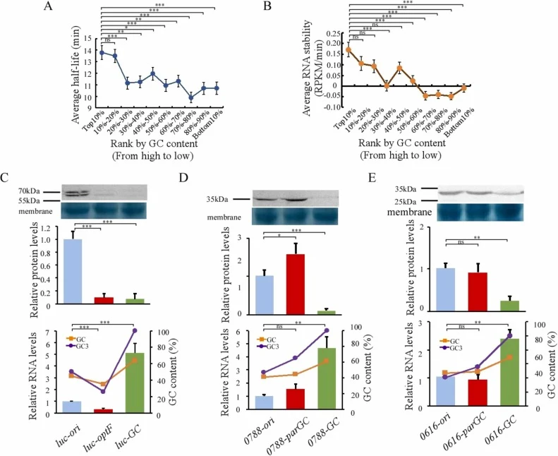 High GC content supports mRNA abundance in P. pastoris. (A) Average RNA half-life of gene groups ranked by GC content in S. cerevisiae. (B) Average RNA stability (represented by relative RNA level-change rate over pfk2 (NCU01178)) of gene groups ranked by GC content in N. crassa. mRNA half-life and