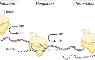 Schematic of RNA synthesis with a reconstituted Escherichia coli transcription system using T7 RNAP. We split the transc