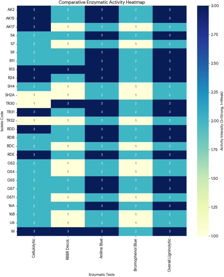Comparative heatmap of cellulolytic and ligninolytic activities across 27 isolates. Activity intensity is represented by color gradient and standardized scoring: Strong (+++; dark blue), Moderate (++; medium blue), and Weak (+; light blue). The columns display the performance across cellulase assays