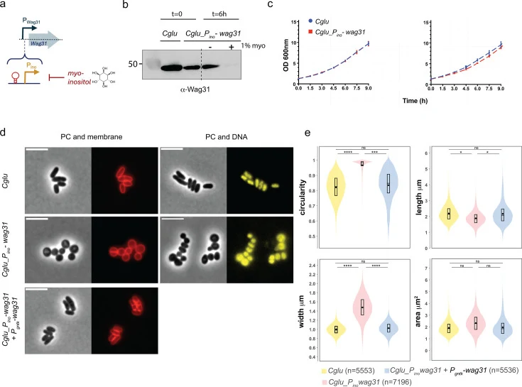 Phenotypic characterization of Cglu_P ino -wag31 . ( a ) Schematic description of depletion strategy. ( b ) Western blot of whole cell extracts (60 μg) from Cglu and Cglu_P ino -wag31 after overnight growth in minimal medium ( t = 0) and grown for 6 h in the absence or presence of 1% myo -inositol (