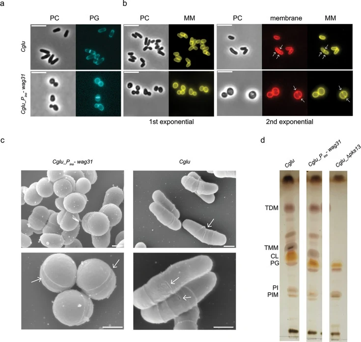 Characterization of the cell envelope of the depleted Cglu_P ino -wag31 strain. ( a ) Representative images in phase contrast (PC) and HADA (PG, blue) for Cglu (top left) and Cglu_P ino -wag31 (bottom left) depleted for 6 h. ( b ) Representative images in phase contrast, Nile Red (membrane, red), an