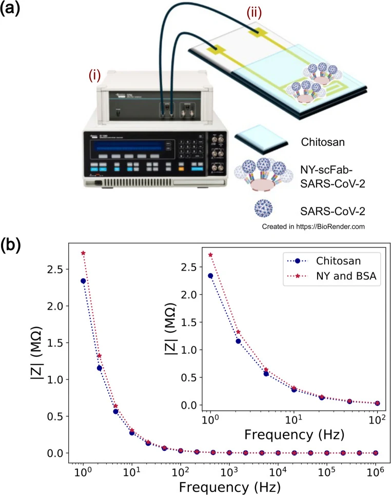 Electrical impedance spectroscopy model built with NY containing mutated scFab. a Scheme of the experimental setup (i) Solartron 1260 A, coupled to a dielectric interface model 1296 A; (ii) IDE modified with chitosan, NY scFab to detect SARS-CoV-2. b Bode plot from 1 MHz to 1 Hz comparing the impeda