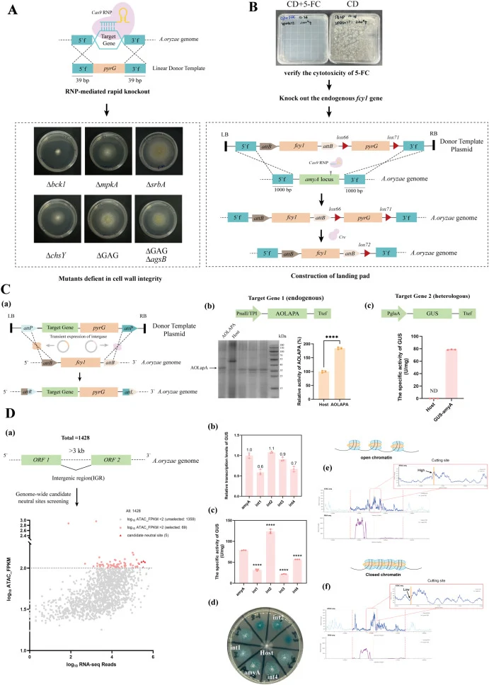 Construction of an efficient synthetic biology toolkit in Aspergillus oryzae . In this figure, “Host” refers to the pyrG-complemented parental strain (IFO4177 ΔKu70 ΔpyrG), which served as the control in all comparative analyses. (A) Strategy for rapid gene knockout mediated by ribonucleoprotein (RN