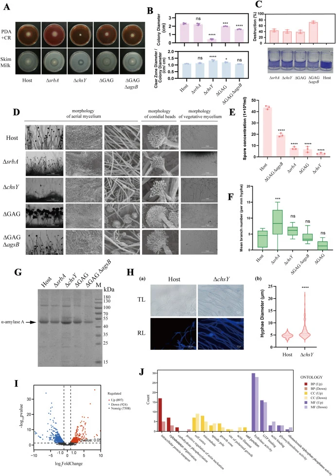 Analysis of mutants deficient in cell wall polysaccharides and cell membrane sterol. In this figure, “Host” refers to the pyrG-complemented parental strain (IFO4177 ΔKu70 ΔpyrG), which served as the control in all comparative analyses. (A) Phenotypes of mutants deficient in cell wall polysaccharides