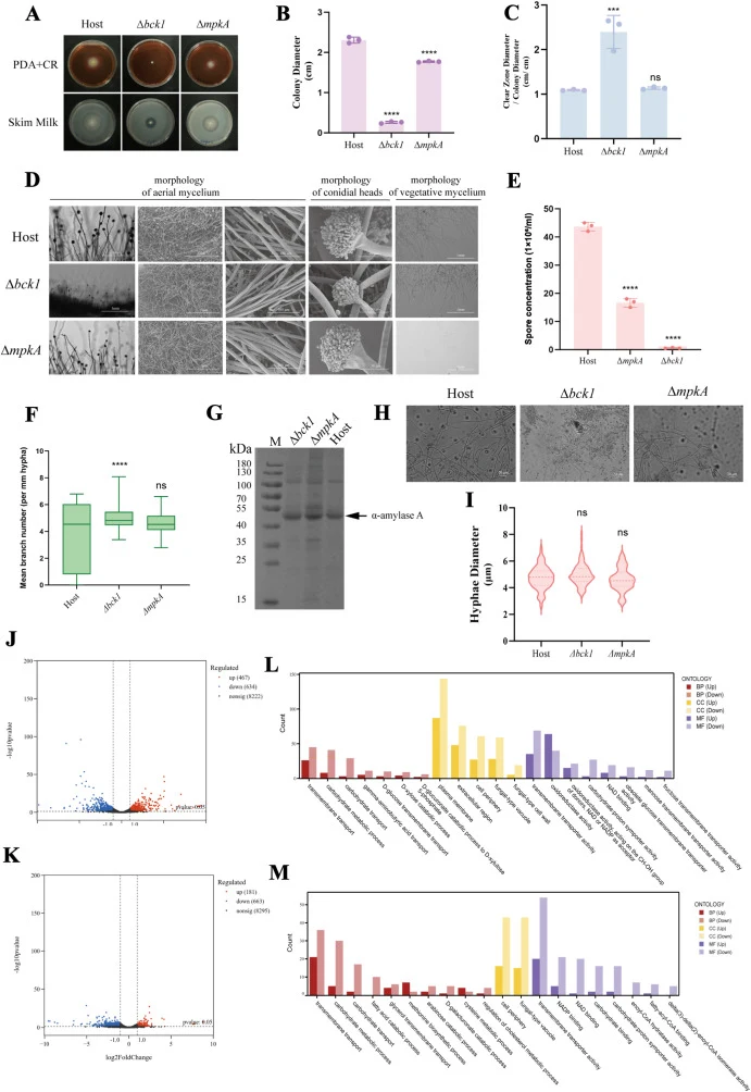 Analysis of mutants deficient in MAP kinase cascades genes involved in cell wall integrity signal pathway. In this figure, “Host” refers to the pyrG-complemented parental strain (IFO4177 ΔKu70 ΔpyrG), which served as the control in all comparative analyses. (A) Phenotypes of mutants deficient in MAP