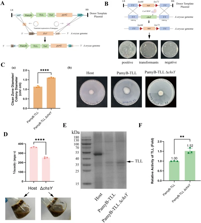 Heterologous Expression of Thermomyces lanuginosus Lipase (TLL) in Aspergillus oryzae and Related Synthetic Biology Tools. (A) Schematic of serine integrase-mediated, dual-site integration of the heterologous lipase TLL gene at the amyA locus. (For details on pre-installing the dual-att landing pad