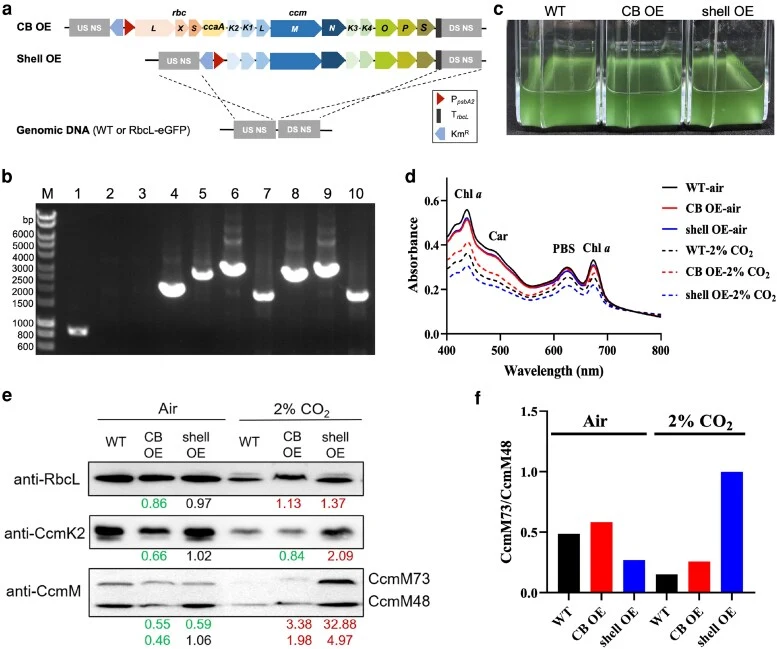 Construction and characterization of the Syn6803 CB OE and shell OE mutants. a) A graphical depiction of the genetic overexpression of endogenous β-carboxysome genetic components within the slr0168 chromosomal neutral site (NS) by double homologous recombination. The full (CB OE) or partial (shell O