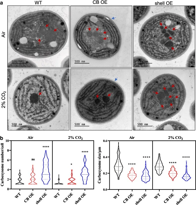 Organization and distribution of carboxysomes in the Syn6803 CB OE and shell OE mutants. a) Thin-section images of WT and mutant cells. Red arrows indicate the carboxysomes in the WT and mutant cells. Blue arrows likely indicate the enhanced production of S-layers or polysaccharides. b) Statistical
