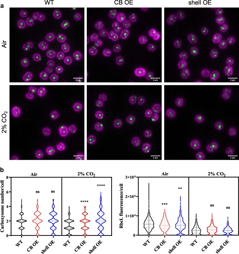 Organization of carboxysomes in the Syn6803 CB OE and shell OE mutants. a) Live-cell super-resolution fluorescence microscopy images of WT and mutants. Green signals represent RbcL labeled with GFP, indicating the carboxysome structures in the WT and mutant cells. Magenta signals represent the chlor
