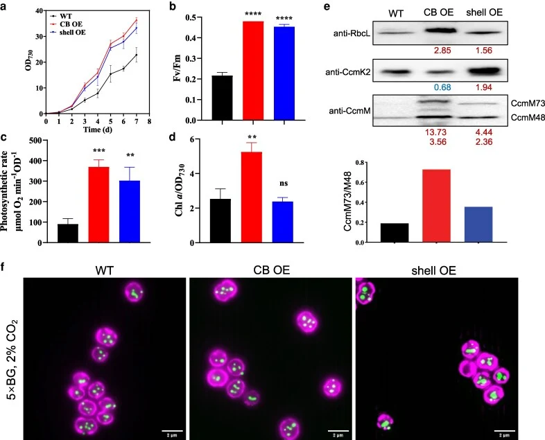 Effect of the medium on the growth of CB OE and shell OE mutants in the presence of 2% CO 2 . All strains were grown in 5× BG medium, with light intensity gradually increased from 50 to 100 μ mol photons m −2 s −1 (Day 1) and eventually set to 500 μ mol photons m −2 s −1 (Day 3). a) Growth curve of
