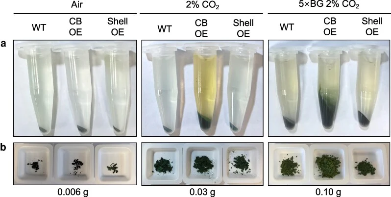 Comparison of growth performance and biomass accumulation under different CO 2 and media conditions. a) Comparison of the cell pellet size from 1.5 mL of each culture harvested after 7 d of cultivation. For all growth curve experiments, 30 mL cultures adjusted to OD 730 = 0.1 were grown in filter fl