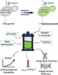 Adaptive evolution of industrial Saccharomyces cerevisiae st
