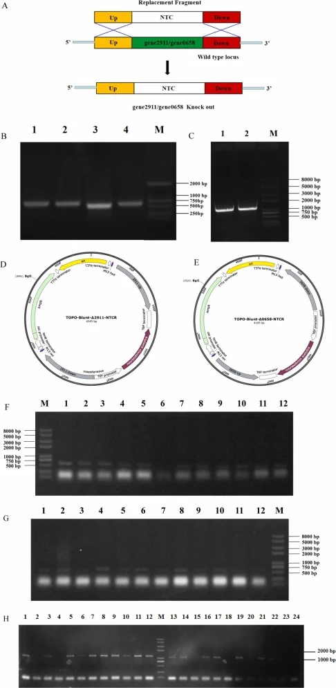 (A) Homologous recombination event between replacement fragment NTC and wild type locus gene2911/gene0658. (B) Agarose gel electrophoresis of amplified fragments of upper and lower homologous arms of gene2911 and gene0658. Lane 1, gene2911 up homologous arm amplification product; Lane 2, gene2911 do