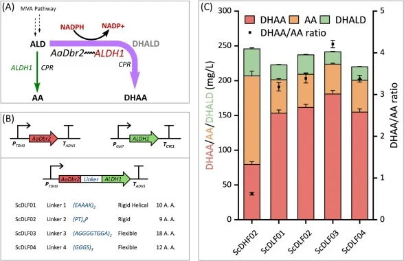 (A) Schematic diagram of dihydroartemisinic acid (DHAA) production following protein fusion of AaDbr2 with AaALDH1. (B) Schematic diagram of the expression cassettes for the free enzyme control (AaDbr2 + ALDH1) and enzyme fusion (AaDbr2-ALDH1) constructs. Four peptide linkers were tested for the fus