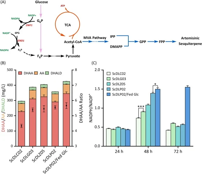 Engineering of pentose phosphate pathway. (A) dihydroartemisinic acid (DHAA), artemisinic acid (AA), and artemisinic aldehyde (ALD) titers at 84 h in mg product per L liquid culture of ZWF1 or GND1 overexpressed strains. (C) NADPH/NADP+ ratios at 24, 48, and 72 h in ScDLG03 (with gnd1 overexpressed)