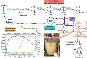Metabolic engineering of Saccharomyces cerevisiae for effici