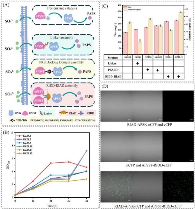 Dual enzyme assembly of rate-limiting enzyme of PAPS artificial synthetic pathway. (A) Comparison of assembly efficiency using different strategies. (B) Growth profiles. (C) Comparison of CS-A titer and sulfation degree. (D) Confocal images of the cells expressing RIAD-APSK-nCFP and cCFP (top), nCFP