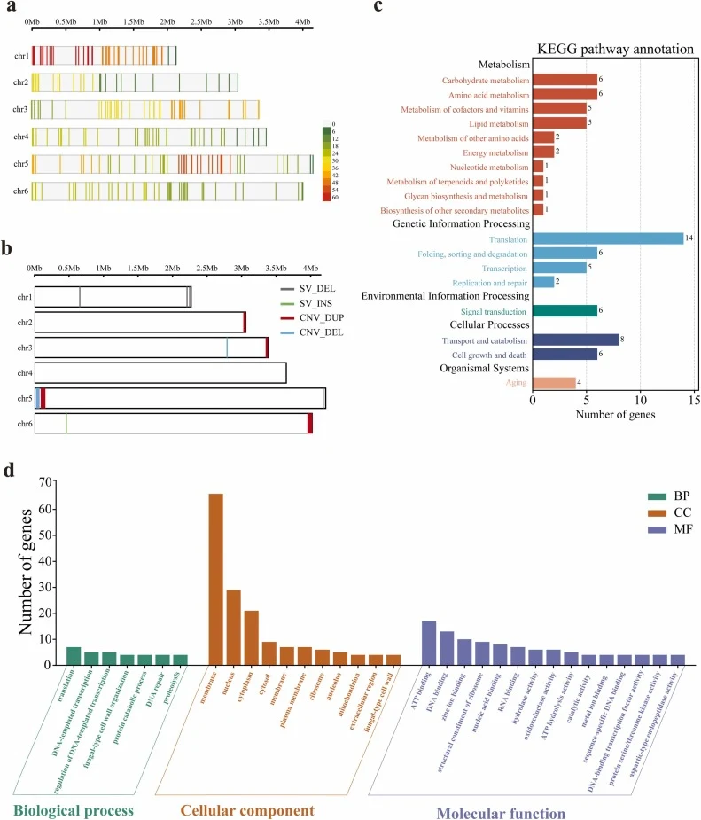 Genomic variation between the mutant strain Z and the parent strain YL7. a, Density plot of single nucleotide polymorphisms (SNPs) and small insertions/deletions (InDels) across the chromosomes of strain Z. The color scale indicates the number of SNPs and InDels within each genomic interval. b, Land