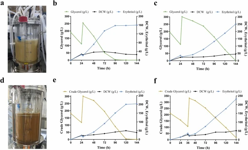 Two-stage fed-batch fermentation of Z12 for erythritol production in a 5-L bioreactor. a, Bioreactor under pure glycerol conditions. The time-course profiles of glycerol consumption, erythritol production, and biomass accumulation under a glycerol concentration of b, 300 g/L and c, 400 g/L pure glyc