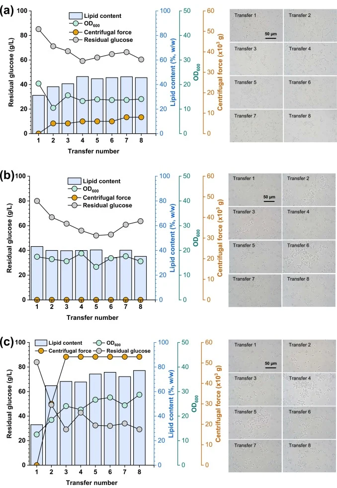 Improving lipid content in Y. lipolytica DSM 3286 by ALE. The changes in sugar consumption, cell growth, lipid content and cell morphology by ALECF (a), ALE (b), and ALECF treated with 50 μM phytosphingosine (c). Evolutionary trajectories of cell populations under three different conditions. Lipid a