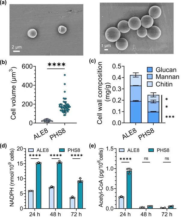 Morphological and metabolic characterizations of evolved Y. lipolytica by ALECF. (a) FESEM images. Left, Y. lipolytica ALE8; right, Y. lipolytica PHS8. (b) Average cell volume. (c) Cell wall compositions at 24 h. (d) Intracellular NADPH content at 24 h, 48 h, 72 h. (e) Intracellular acetyl-CoA conte