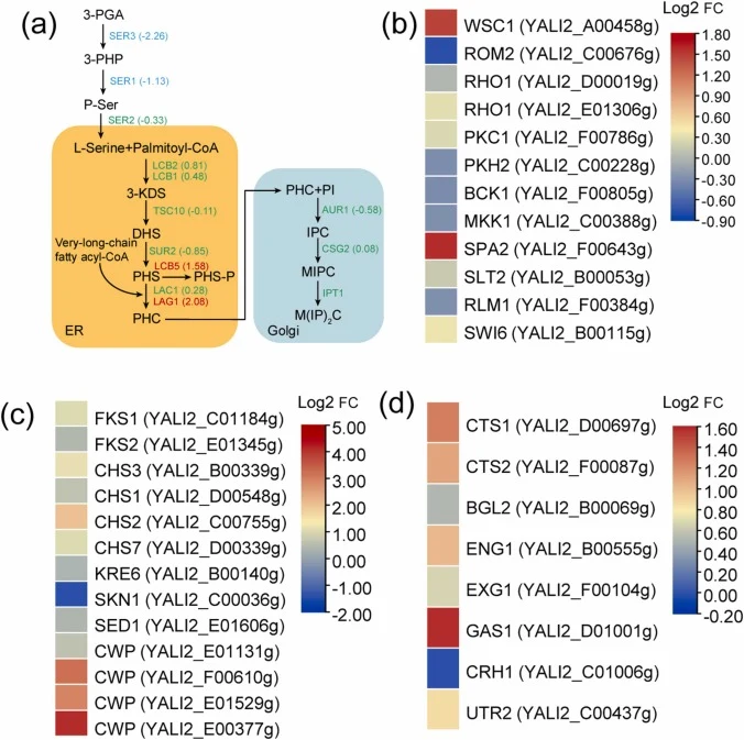 Transcriptional changes of the genes related to phytosphingosine metabolism and CWI signaling pathway. (a) Phytosphingosine metabolism pathway in Y. lipolytica. The changes in expression levels of the genes involved in CWI signaling pathway (b), cell wall synthesis (c), and cell wall degradation/rem