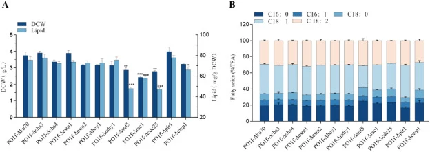 Effect of cell wall and hyphal genes deletions on lipid production. (A) DCW and lipid titer for single gene deletion strains, (B) Fatty acid profile for single gene deletion strains. C16:0 (palmitic acid, PA), C16:1 (palmitoleic acid, POA), C18:0 (stearic acid, SA), C18:1 (oleic acid, OA), C18:2 (li